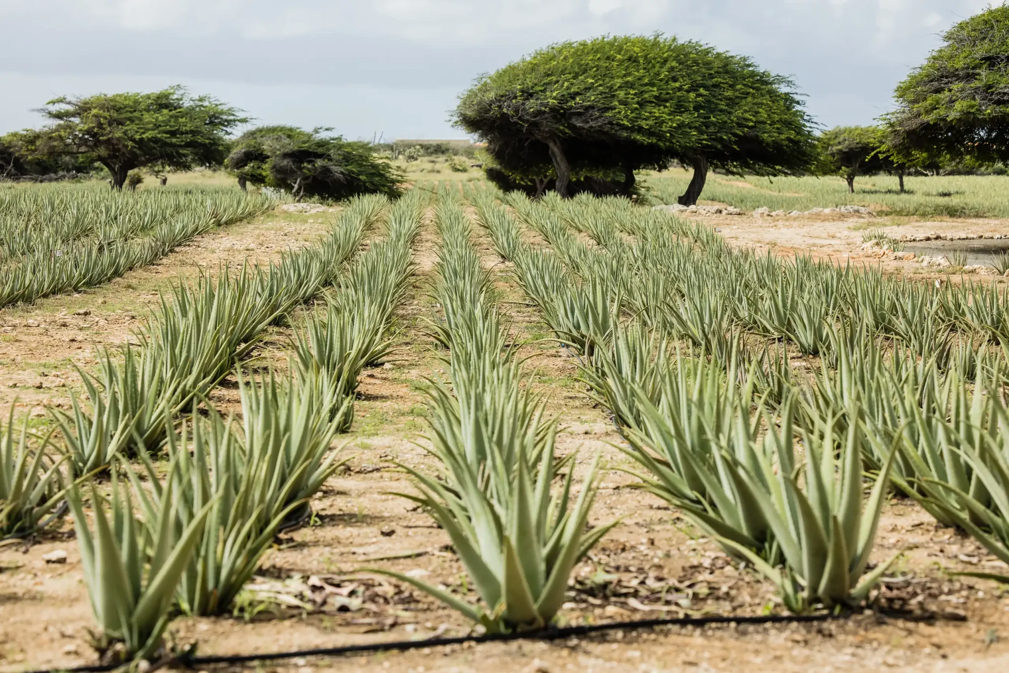 Aruba Aloe Plantation